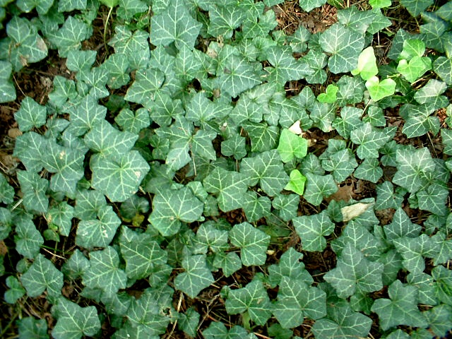 Hedera helix / Edera